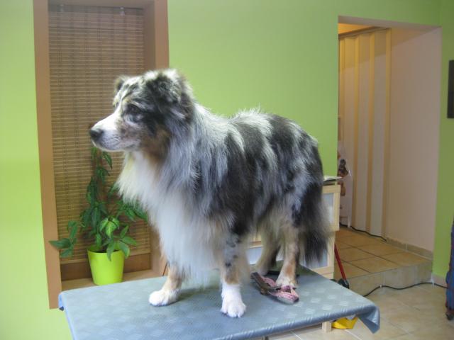 Mineo, Australian Shephard